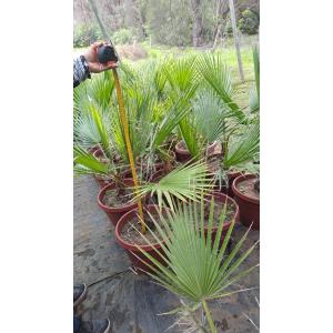 Palmera Washigtonia filifera